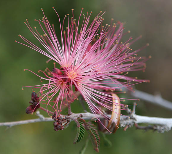  Calliandra eriophylla v.eriophylla